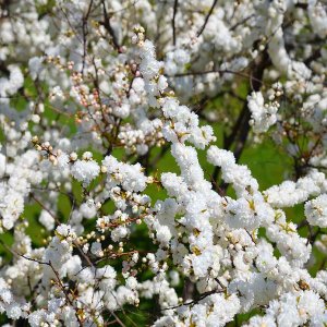 Mandľa trojlaločná (Prunus triloba) ´TERRY´, výška 150-180 cm, kont. C10L - NA KMIENKU